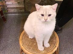 -猫色咖啡·猫咖
