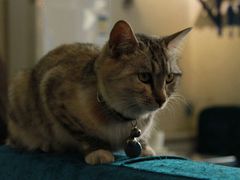 -Sirena海妖日咖夜酒