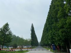 -黄海国家森林公园