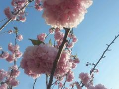 -天适樱花悠乐园