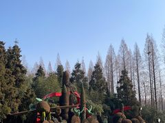-东平国家森林公园