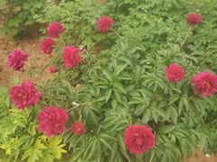 -洛阳市隋唐城遗址植物园