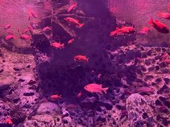 -珠海长隆海洋王国