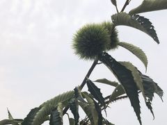 -北马山庄植趣咖啡