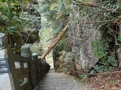 -天目山大树王景区