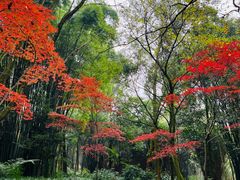 -峨眉山报国寺