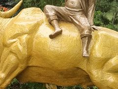 -合肥滨湖国家森林公园