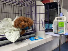 -伟伟宠物医院·CT影像中心·瑞派犬猫综合性门诊(汉口总院)