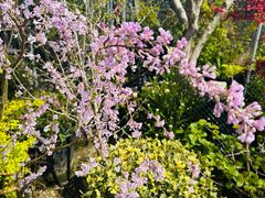 -龙大花卉苗木市场