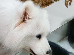 -星多哈·狗咖·拼豆·咖啡