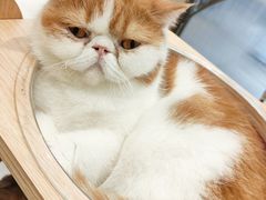 -飞行喵MR PILOT|猫舍·猫咖(静安大融城店)