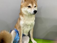 -柴源莊·柴小宠柴犬咖啡