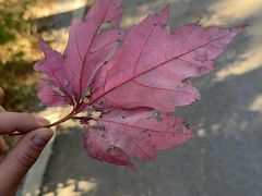 -合易泓烤肉•首创生椰大油边(宁山路店)