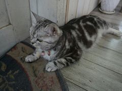 -海边的猫和咖啡馆