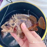 与你一起玩攒全球→小星山