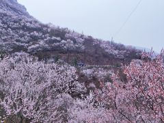 -妙峰山风景名胜区