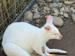 -费瑟代尔野生动物园