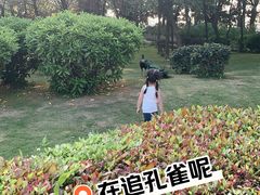 -大湾区中央湿地公园