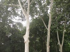 -西安市长乐公园