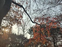 -秋霞圃