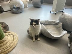 -Cappucimeow猫咪咖啡馆(韦伯时代店)