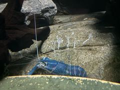 -上海海洋水族馆