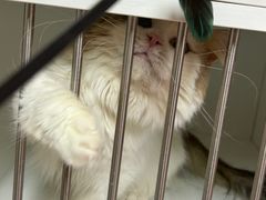-十月米努特矮脚猫舍