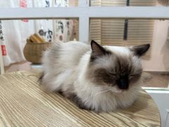 -楼上猫咖(罗湖店)