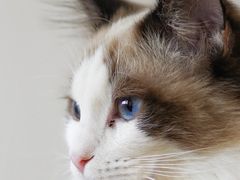 -猫在这儿猫咪咖啡馆·撸猫馆