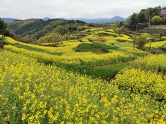 -桑洲油菜花景区