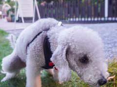 -J Create城市露营咖啡·简餐·宠物(上海动物园店)