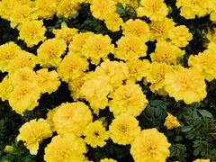 -上海市龙华烈士陵园