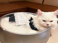 -MOCHA明星猫咖(田子坊店)