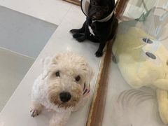 -共舞时光猫咖·狗咖(新街口店)