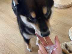 -南京Hallo宠物乐园·哈罗犬舍·柴犬繁育基地