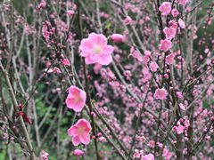 -常德桃花源景区