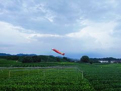 -龙坞茶村