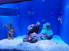 -上海海洋水族馆