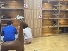 -喵百万·布偶·蓝金金渐层英短·猫舍(百子湾店)
