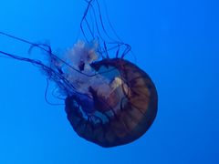 -太平洋海底世界