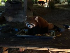 -灵玲国际马戏城