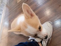 -柯斗斗主题餐厅·狗咖·围炉煮茶·茶饮(国瑞升平里店)