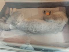 -可蒙动物医院·猫科·骨科中心(首义路店)