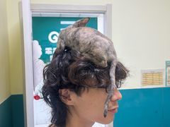 -乖乖宠物医院·猫科·急重症中心(车站北路分院)