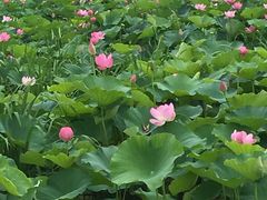 -荷塘月色湿地公园·向阳花洲