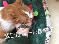 -瑞派雷欧宠物医院·24h夜诊·心脏骨科牙科·全科重症转诊中心(无影山店)
