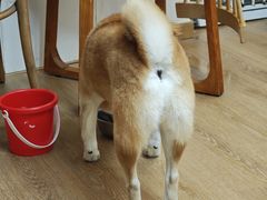 -是阿柴呀！柴犬咖啡·爱喵喵猫咖