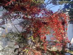 -苏州冶园园林民宿(太湖西山风景区店)