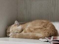 景观位-猫小院猫主题餐厅(三里屯店)