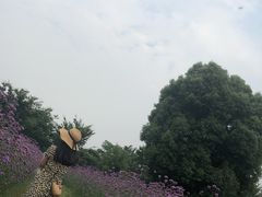 -鹅湖玫瑰文化园